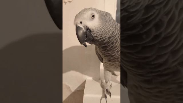 ПОПУГАЙ ГОША. УНИКАЛЬНОЕ ТВ ОК. смотреть онлайн