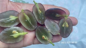 Виноград Велика  1 августа 2024 год. Новороссийск, Краснодарский край.