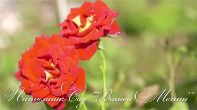 Роза 'Ketchup&Mustard' . Обзор сорта. Питомник роз 'Сад Вашей Мечты' R 536 смотреть онлайн