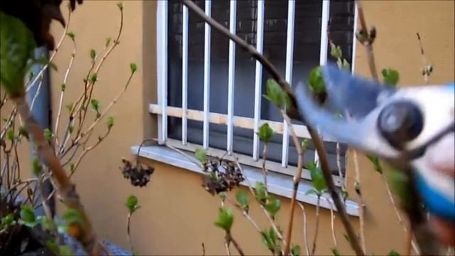 Potatura Ortensie смотреть онлайн