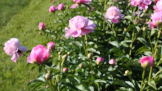 Lady Anna | R2 Flowers BV | Peonies смотреть онлайн