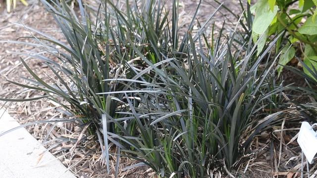 Black mondo grass (Ophiopogon planiscapus 'Nigrescens') - Plant Identification смотреть онлайн