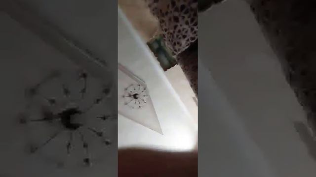 Кто последний выйдет из стеклянных гроба челлендж смотреть онлайн