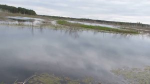 Ловля карасика на торфяннике возле д.Саньково