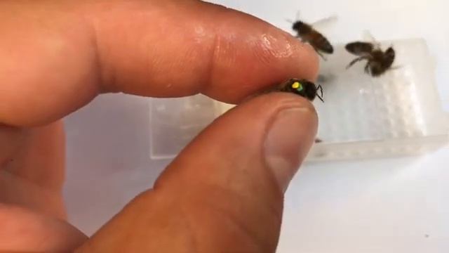 Цвет маток Бакфаст смотреть онлайн