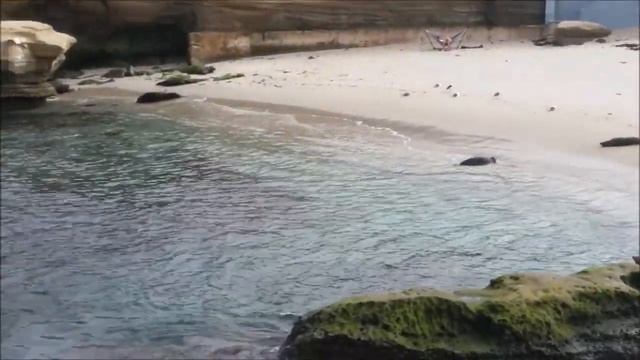 Seals Морские котики San Diego, California Мир вокруг нас смотреть онлайн