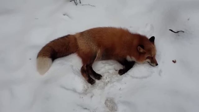 Ли Сяо / Alice the Fox Лиса Алиса (Алиса завидует собакам!!) смотреть онлайн