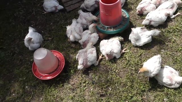 Содержание бройлеров КОББ 500 смотреть онлайн