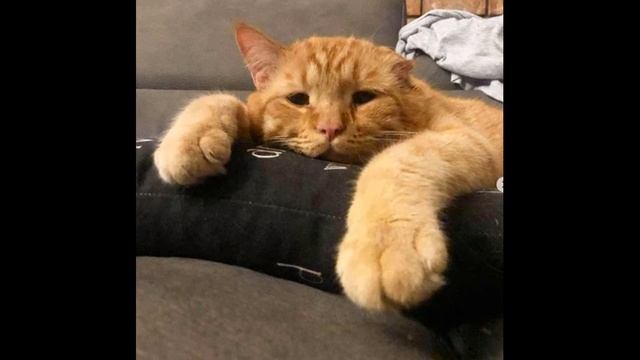 Спасения грустного котика Бенбена и его преображения #animals смотреть онлайн