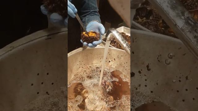Приготовление морского ежа. Ресторан "Старик и море" смотреть онлайн