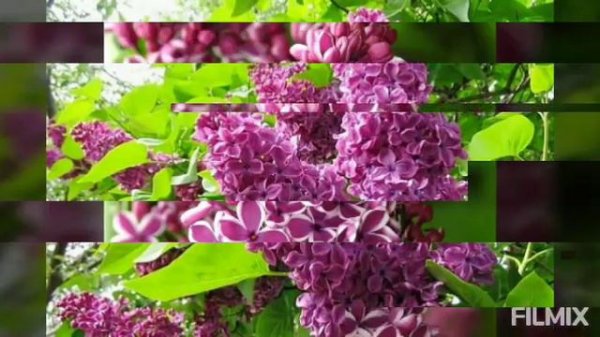 Flori de liliac 💐💐💐💐