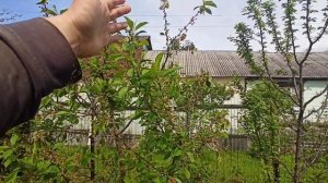 Монилиальный ожог вишни. Почему сохнет ? вишня.