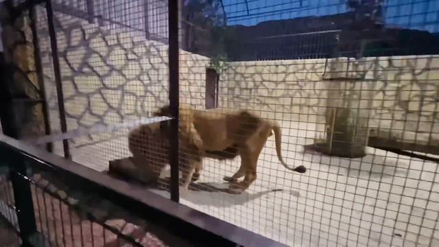 Люся стала ПУТЕШЕСТВЕННИЦЕЙ! Лавандовые поля, лев Витя и любимый ужин! Путешествуем с Люсей! смотреть онлайн