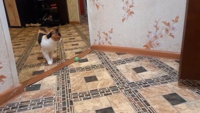 Кошка не приняла пас от хозяина | Вита | Смотри описание смотреть онлайн
