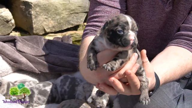 WOW - Full Merle French Bulldog Litter Reveal - April 2021 смотреть онлайн