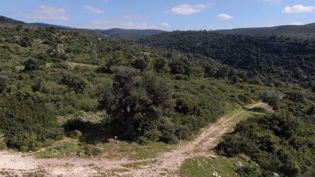 Весна в ИЗРАИЛЕ SPRING in Israel אביב בישראל смотреть онлайн