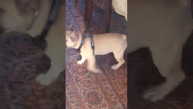 Французский бульдог по кличке персик. смотреть онлайн