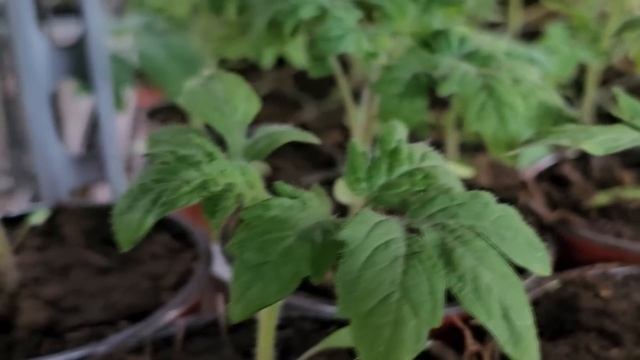 Слабая рассада станет жирненькой и крепенькой сразу! Бабушкина подкормка выручает! смотреть онлайн