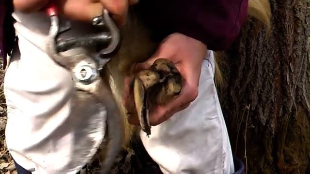 Салон красоты для козла