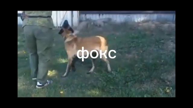 Ириска моя собака!!! Фокс собака админа!!! смотреть онлайн