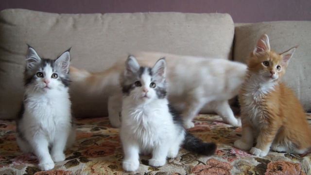 Котята мейн кун 2 месяца, Гаврюша, Милка и Яшка)) смотреть онлайн