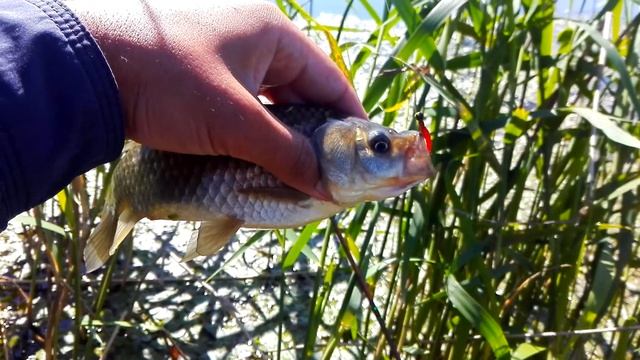 ловля карася в камышах на мормышинг смотреть онлайн