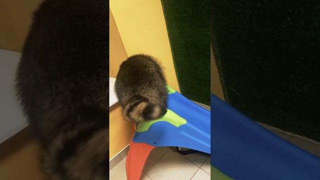 Куда сходить в выходные в СПБ - Енотовиль. Путешествие в мир енотов смотреть онлайн