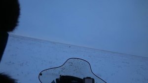 охота на волков!добыл двух волков!