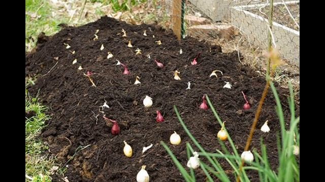 Лук севок. Легкий и дешевый способ обработки перед посадкой. смотреть онлайн