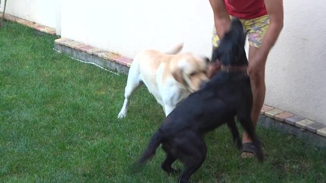 Знакомство лабрадоров Тэо и Альмы. Будут щенки. смотреть онлайн