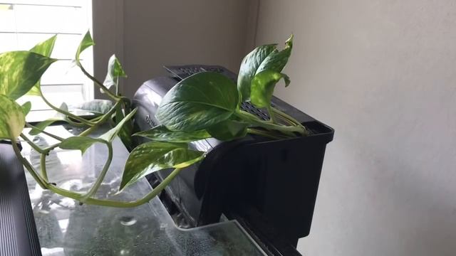 How to Use a Pothos Plant in your Aquarium. смотреть онлайн