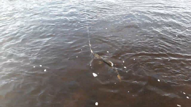 Первый улов. Горбуша, заблудившаяся осенью на Варзуге. Блесна "Уралка", вес 29 грамм. 2021 г смотреть онлайн