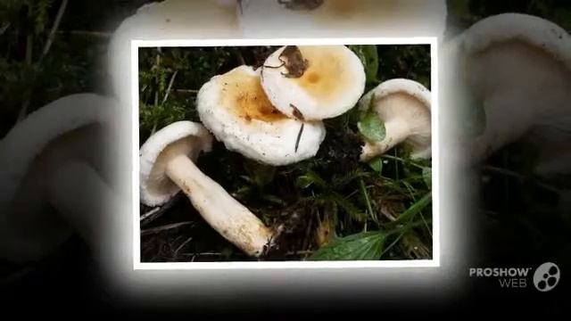 Lactarius favrei - fungi kingdom смотреть онлайн