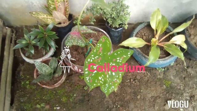 Meet our flowers | Rose + Antorium + Money tree + Santan + Aglaonema + Calladium + Monstera смотреть онлайн