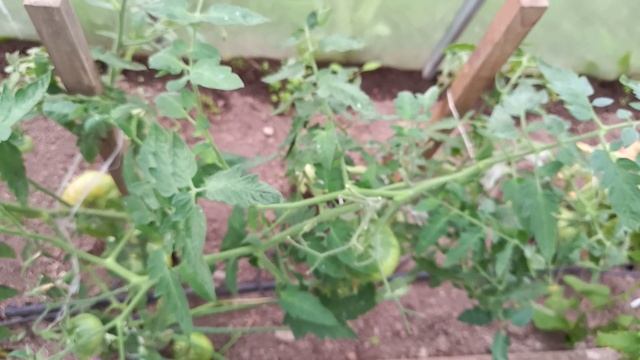 10 июля.Обзор сортов томатов для открытого грунта. смотреть онлайн