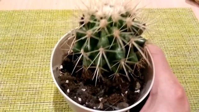 Кактусы, кактусы нежный букет.mp4 смотреть онлайн