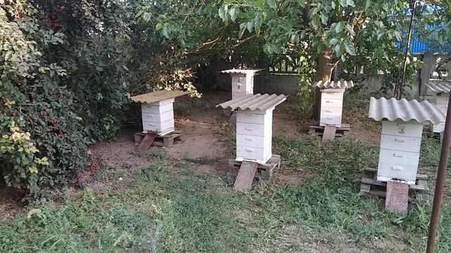 Не смотря на капризы погоды взяток с софоры японской продолжается. смотреть онлайн