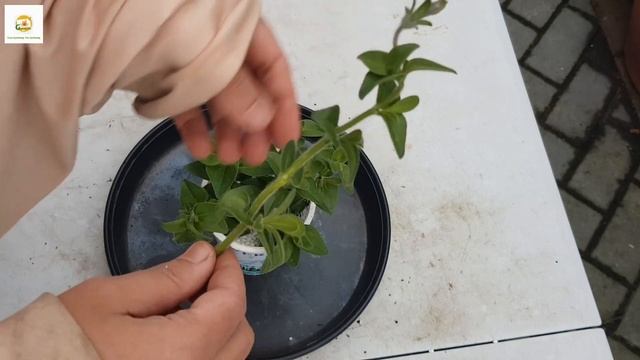 Overwintering petunias Zone 8 UK ~ Propagating Petunias by cuttings ~ Grow Petunias for free смотреть онлайн