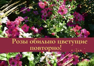 Розы обильно цветущие повторно.
