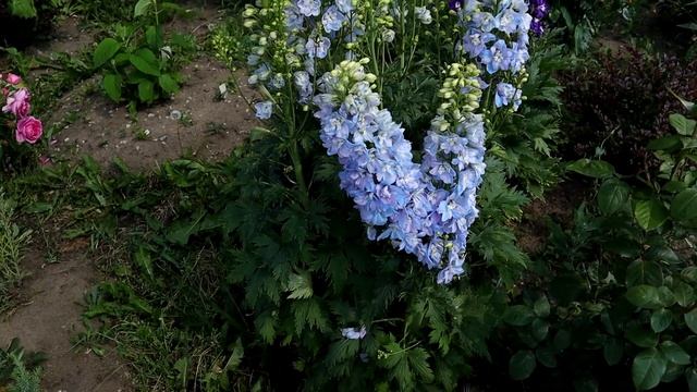 Дельфиниумы новозеландские, красиво цветут у нас. смотреть онлайн