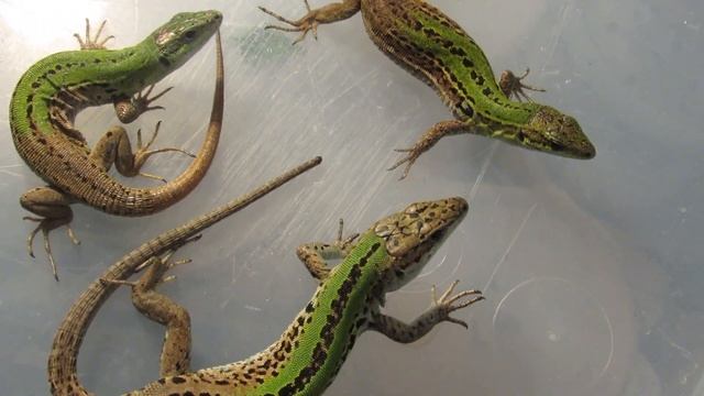 Italian wall lizards 1.2.0 (Podarcis sicula) смотреть онлайн