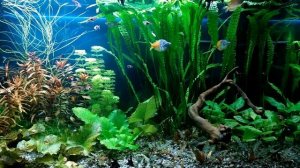 Силикаты и диатомовые водоросли. Как от всего этого избавиться.