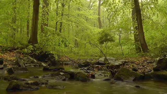 Calm Soft Music For Meditaion : Relaxing Music For Stress Relief_Healing Music Sleeping, Yoga смотреть онлайн
