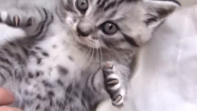 British Shorthair Silver Tabby смотреть онлайн