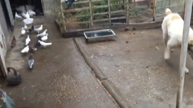 #Pigeons.Реалисты и мечтатели.