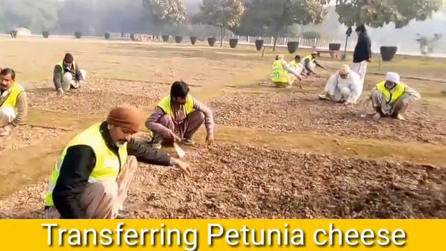 Transferring Petunia Cheese Inside Carpet Flower Bed In Gulshan-e-iqbal Park