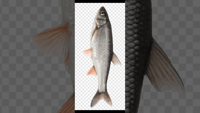 новый код в юба на лаки стрелу #roblox #роблокс #code #yba #юба смотреть онлайн