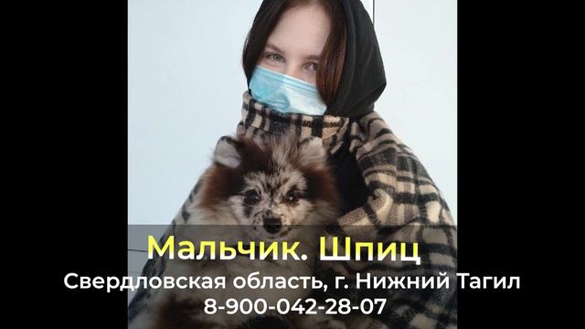 Пропала собака ! Мальчик , Шпиц , Свердловская область , г. Нижний Тагил смотреть онлайн