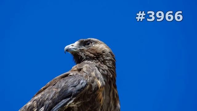 #3966. Птицы - хищники (В мире животных) смотреть онлайн
