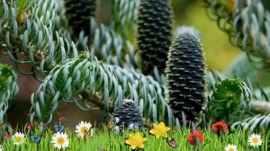 Пихта корейская Сильберлок ? Обзор: посадка и уход. саженцы, крупномеры: описание и особенности